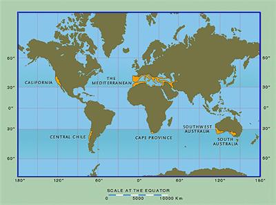 Frontiers Fire And Plant Diversification In Mediterranean Climate Regions   370584 Thumb 400 